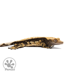 Male Tricolor Quadstripe Crested Gecko Cr-2748 facing right