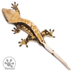 Male Tricolor Quadstripe Crested Gecko Cr-2748 from above