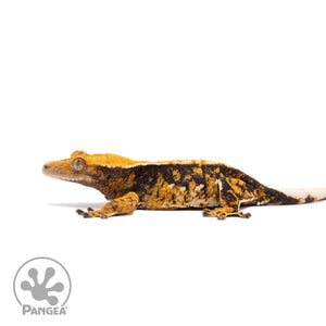 Female Tricolor Extreme Harlequin Crested Gecko Cr-2750 facing left