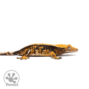 Female Tricolor Extreme Harlequin Crested Gecko Cr-2750 facing right