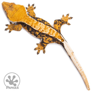 Female Tricolor Extreme Harlequin Crested Gecko Cr-2750 from above