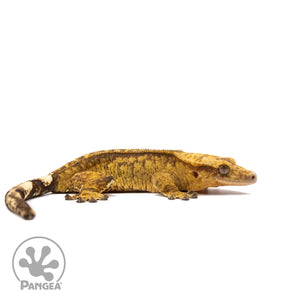 Female Reverse Pinstripe Crested Gecko Cr-2751 facing right