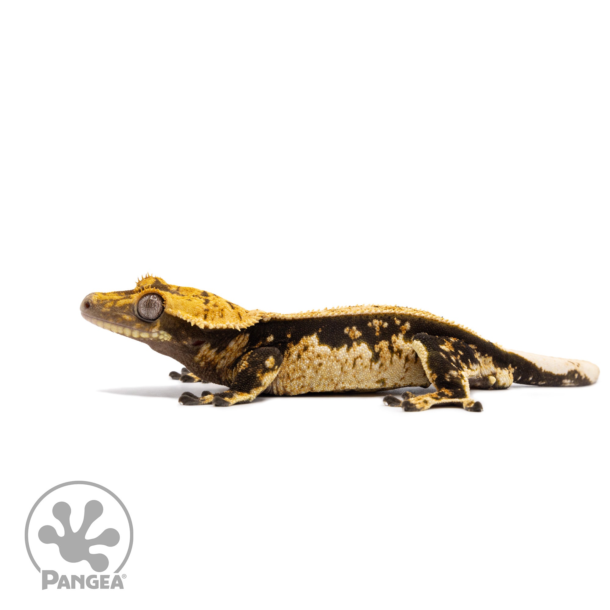 Male White Wall Crested Gecko Cr-2752 facing left