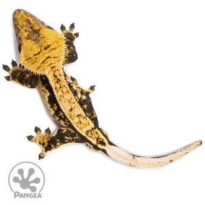 Male White Wall Crested Gecko Cr-2752 from above