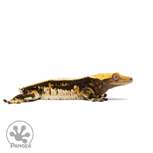 Male Tricolor White Wall Crested Gecko Cr-2753 facing right