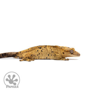 Female Super Dalmatian Crested Gecko Cr-2754 facing right