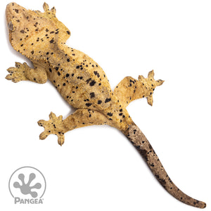 Female Super Dalmatian Crested Gecko Cr-2754 from above