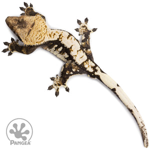 Male Extreme Harlequin Crested Gecko Cr-2755 from above