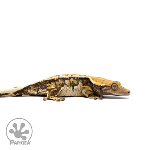 Female Tricolor Extreme Harlequin Crested Gecko Cr-2756 facing right