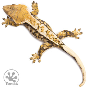 Female Tricolor Extreme Harlequin Crested Gecko Cr-2756 from above