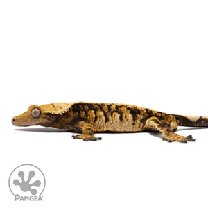 Male Tricolor XXX Crested Gecko Cr-2757 facing left