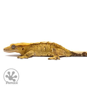 Female Yellow Brindle Crested Gecko Cr-2760 facing left