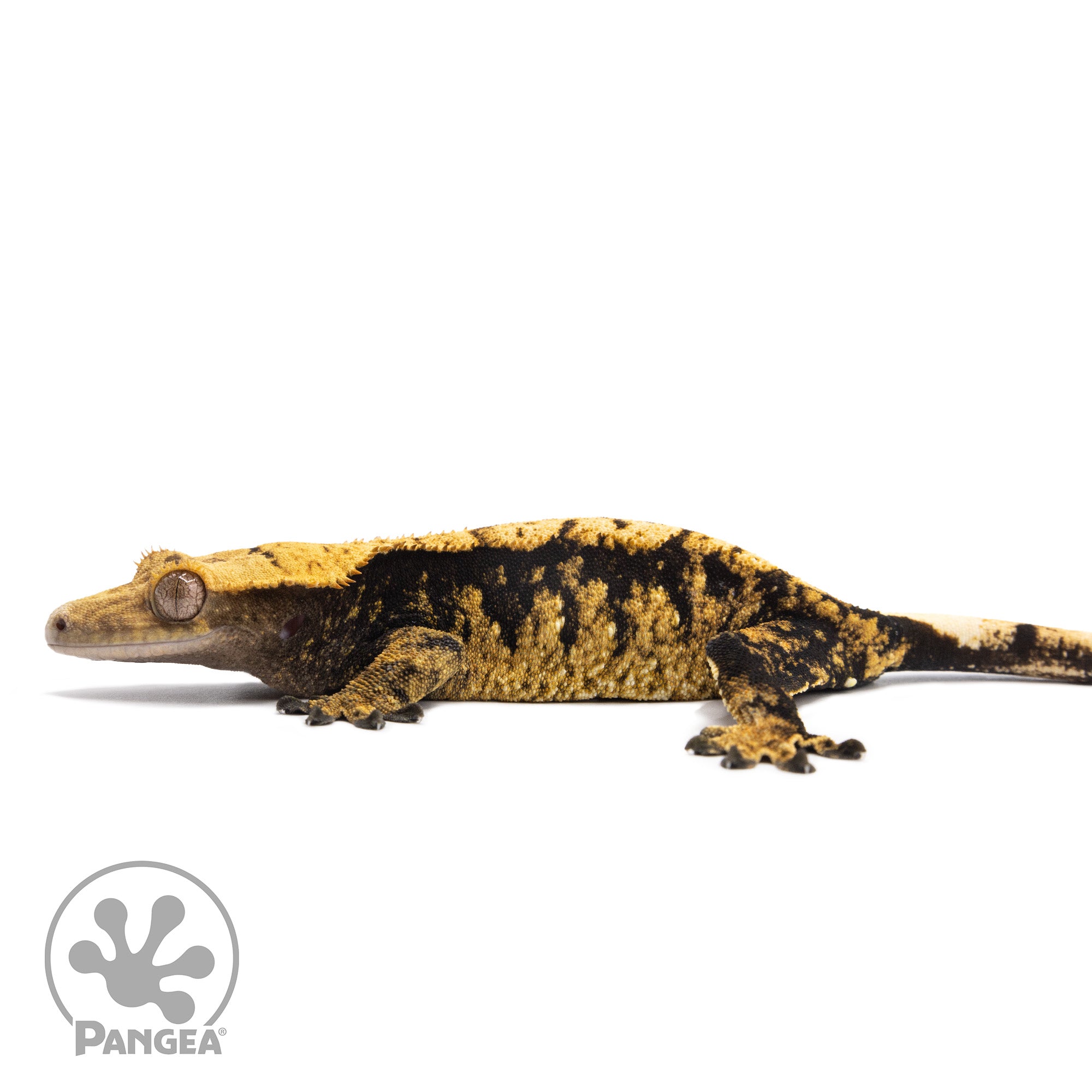 Female Extreme Harlequin Crested Gecko Cr-2761 facing left