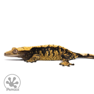 Female Extreme Harlequin Crested Gecko Cr-2761 facing left