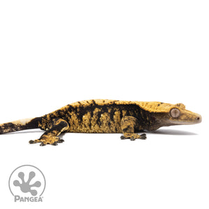 Female Extreme Harlequin Crested Gecko Cr-2761 facing right