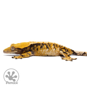 Female Tricolor Extreme Harlequin Crested Gecko Cr-2762 facing left