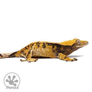 Female Tricolor Extreme Harlequin Crested Gecko Cr-2762 facing right