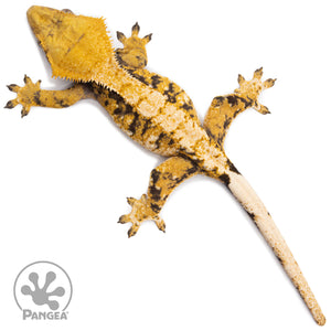 Female Tricolor Extreme Harlequin Crested Gecko Cr-2762 from above