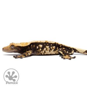 Male Extreme Harlequin Crested Gecko Cr-2763 facing left