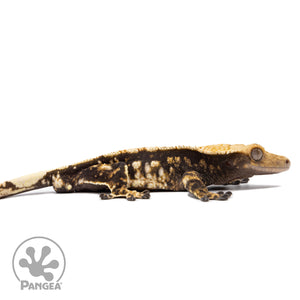 Male Extreme Harlequin Crested Gecko Cr-2763 facing right