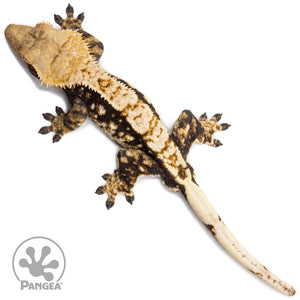 Male Extreme Harlequin Crested Gecko Cr-2763 from above