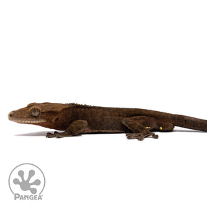 Male Dark Dalmatian Crested Gecko Cr-2764 facing left