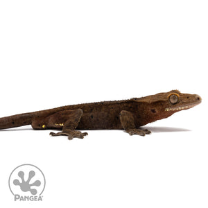 Male Dark Dalmatian Crested Gecko Cr-2764 facing right