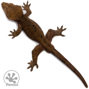 Male Dark Dalmatian Crested Gecko Cr-2764 from above