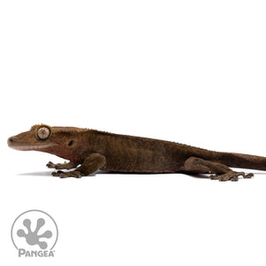 Male Dark Phantom Crested Gecko Cr-2765 facing left