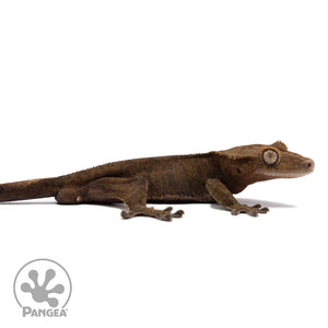 Male Dark Phantom Crested Gecko Cr-2765 facing right