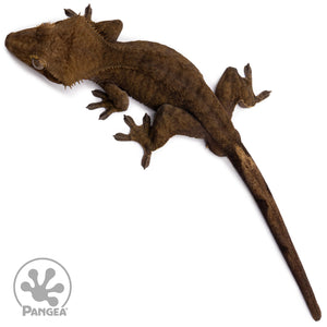 Male Dark Phantom Crested Gecko Cr-2765 from above