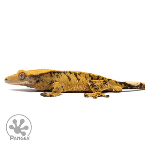 Male Extreme Harlequin Crested Gecko Cr-2766 facing left