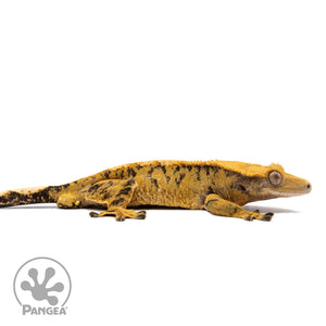 Male Extreme Harlequin Crested Gecko Cr-2766 facing right