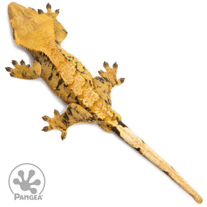 Male Extreme Harlequin Crested Gecko Cr-2766 from above