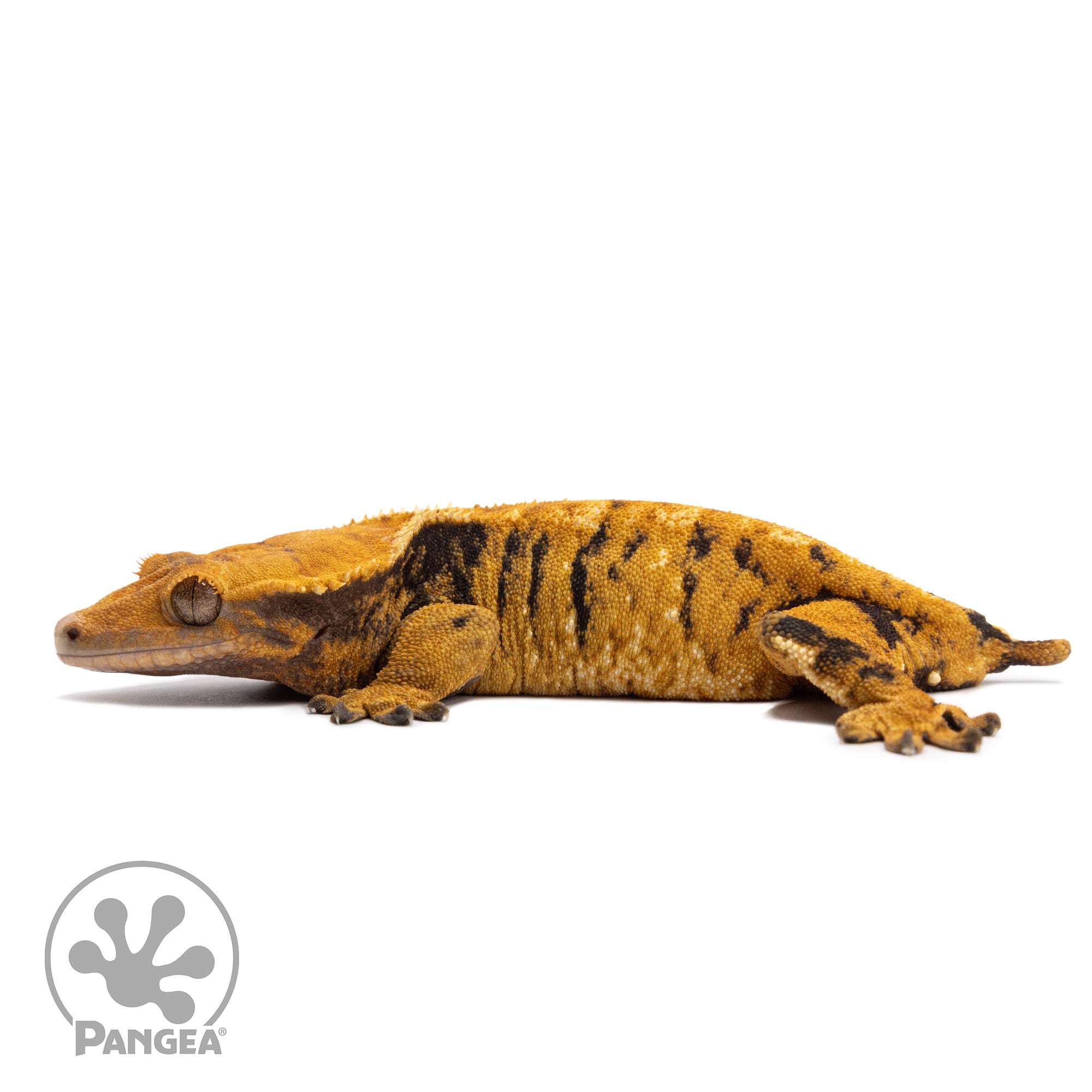 Male XXX Crested Gecko Cr-2767 facing left