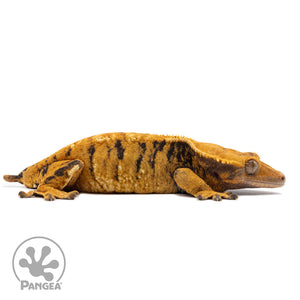 Male XXX Crested Gecko Cr-2767 facing right