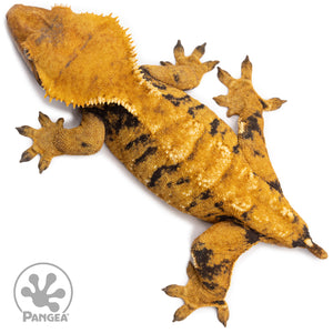 Male XXX Crested Gecko Cr-2767 from above