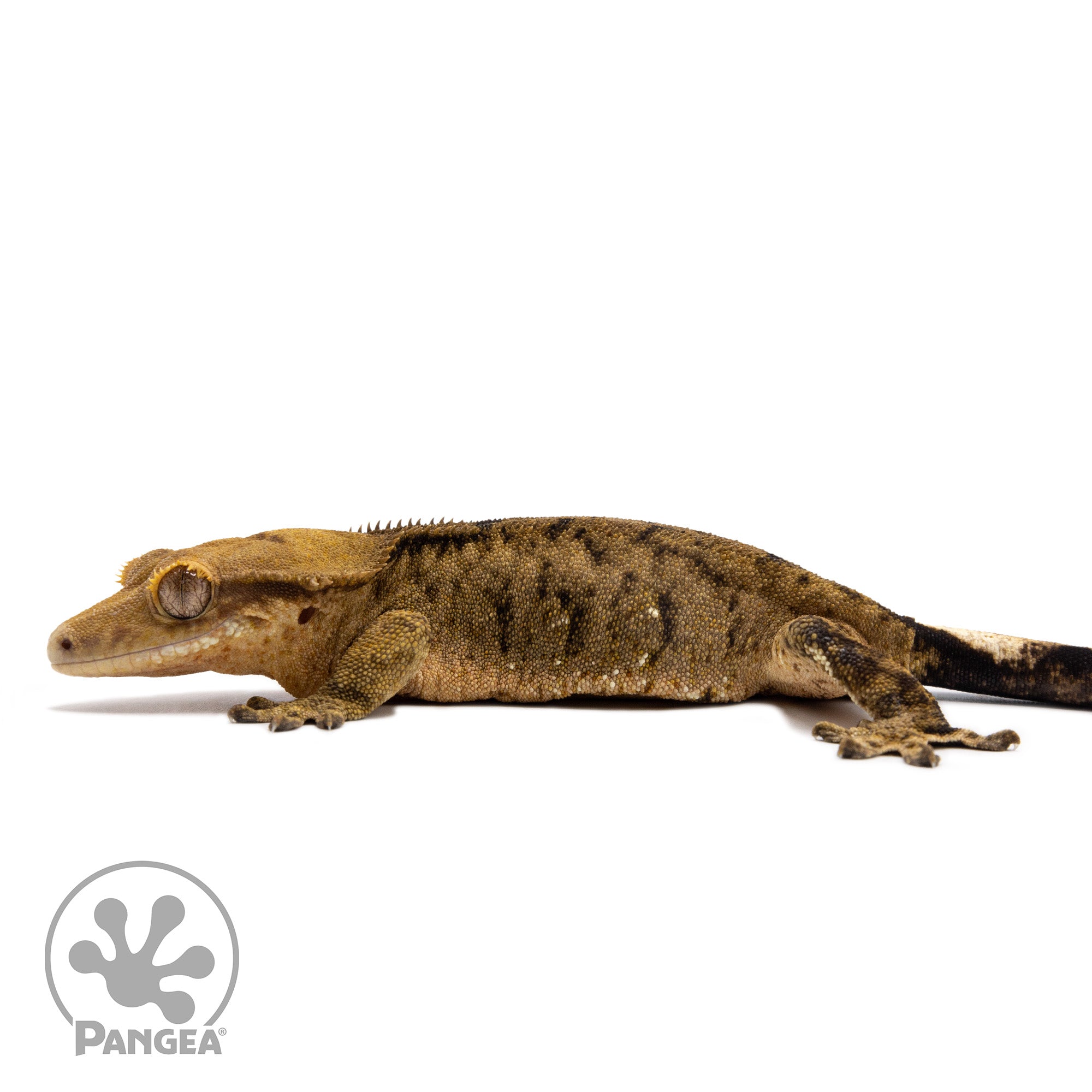 Female Brindle Crested Gecko Cr-2768 facing left