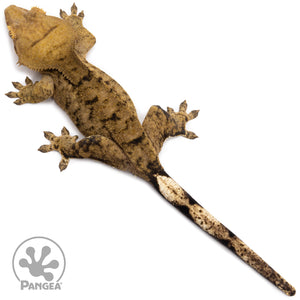 Female Brindle Crested Gecko Cr-2768 from above