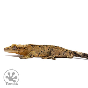 Male Super Dalmatian Crested Gecko Cr-2769 facing right