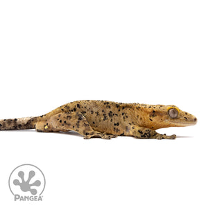 Male Super Dalmatian Crested Gecko Cr-2769 facing right