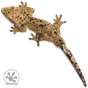 Male Super Dalmatian Crested Gecko Cr-2769 from above