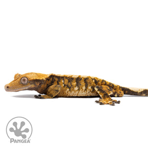 Male Tricolor Extreme Harlequin Crested Gecko Cr-2770 facing left