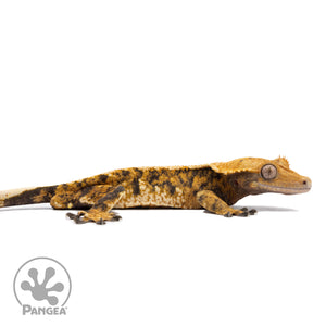 Male Tricolor Extreme Harlequin Crested Gecko Cr-2770 facing right