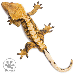 Male Tricolor Extreme Harlequin Crested Gecko Cr-2770 from above