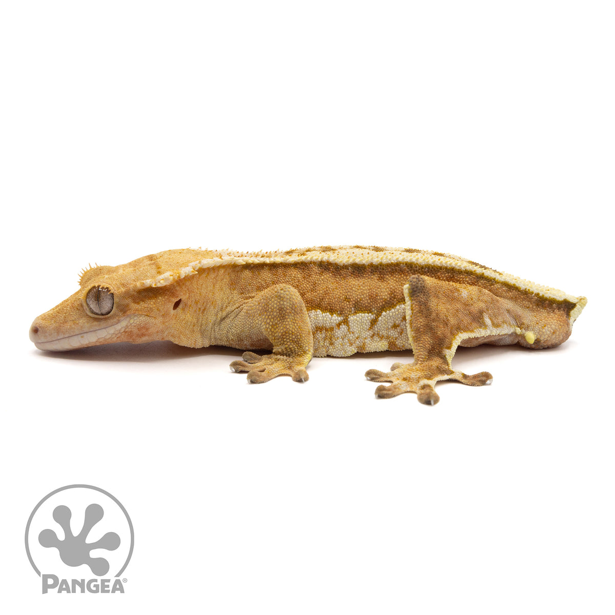 Male Whitewall Crested Gecko | Pangea Reptile | Cr-2130 - Pangea ...