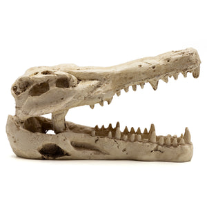 Pangea Crocodile Skull Reptile Hide facing right