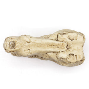 Pangea Crocodile Skull Reptile Hid from the top