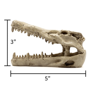 Pangea Crocodile Skull Reptile Hide facing left with its height labeled 3" and it's length labeled 5"