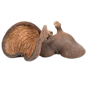 Pangea Dark Nut Pod